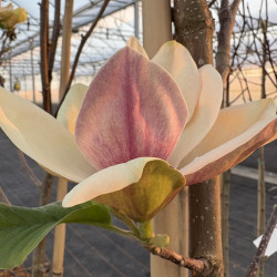 Magnolia 'Sunsation'