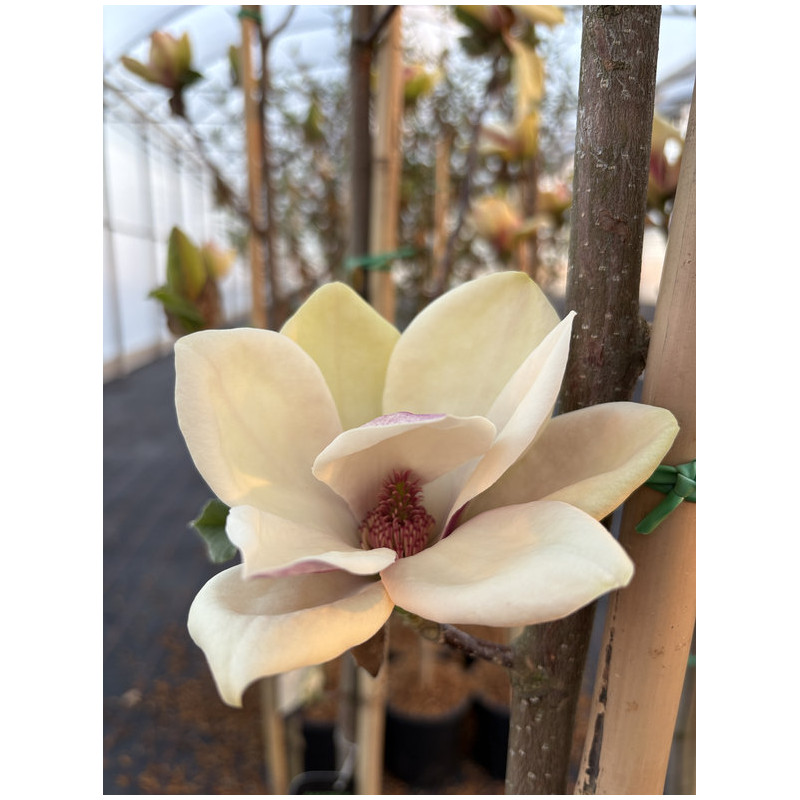 Magnolia 'Sunsation'