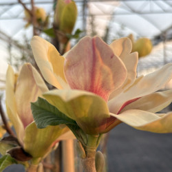 Magnolia 'Sunsation'
