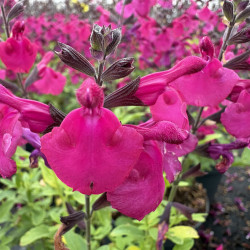 Salvia 'Tanami' Purple