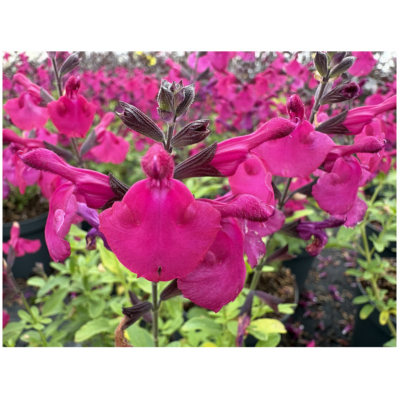 Salvia 'Tanami' Purple