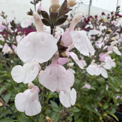 Salvia greggii 'Tanami white'