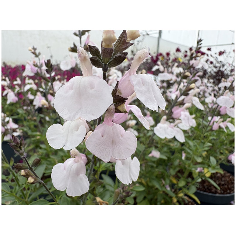 Salvia greggii 'Tanami white'