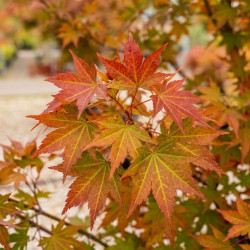 Acer palmatum - Érable du Japon