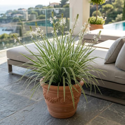 Anthericum saundersiae 'Starlight' - Chlorophytum panaché