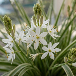 Anthericum saundersiae 'Starlight' - Chlorophytum panaché