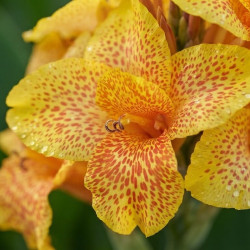 Canna Cannasol 'Happy Emily®'