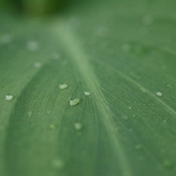 Canna Cannasol 'Happy Emily®'