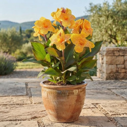 Canna Cannasol 'Happy Emily®'