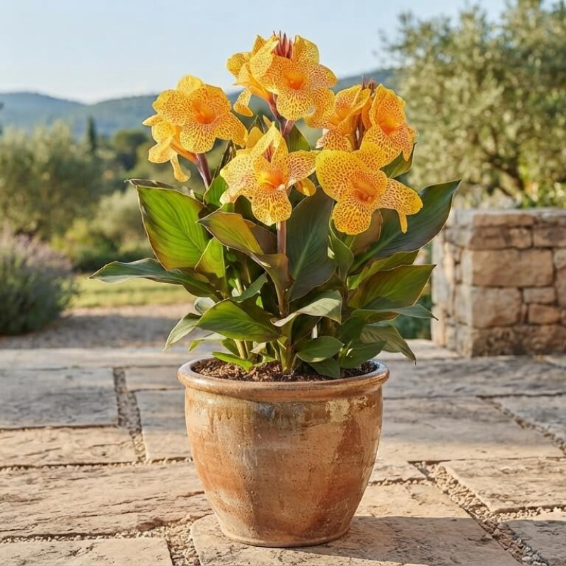 Canna Cannasol 'Happy Emily®'