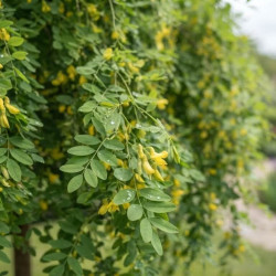 Caragana arborescens ‘Pendula’