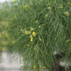 Caragana arborescens ‘Walker’