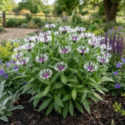 Centaurea montana ‘Amethyst in Snow’ - Bleuet des montagnes