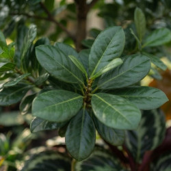 Ceratonia siliqua - Caroubier (Figuier d'Égypte)