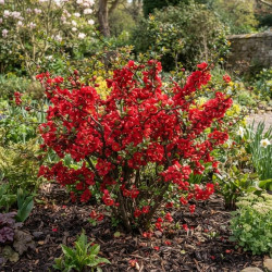 Chaenomeles × superba 'Crimson and Gold' - Cognassier du Japon