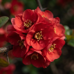 Chaenomeles × superba 'Crimson and Gold' - Cognassier du Japon