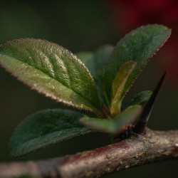 Chaenomeles × superba 'Crimson and Gold' - Cognassier du Japon