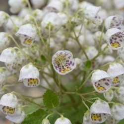 Jovellana punctata