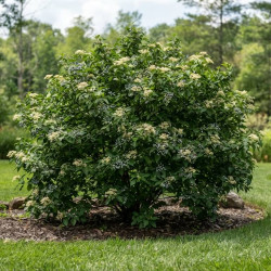 Cornus amomum 'Blue cloud' - Cornouiller odorant