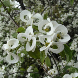 Cornus florida subsp. urbiniana - Cornouiller de Floride