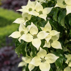 Cornus kousa 'Flower Tower' - Cornouiller du Japon