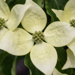 Cornus kousa 'Flower Tower' - Cornouiller du Japon