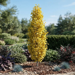 Ginkgo biloba 'Fastigiata Gold Flame®' - Arbre aux quarante écus