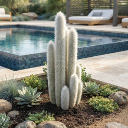 Cleistocactus strausii - Cactus à poils d'araigné