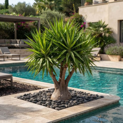 Yucca elephantipes - Yucca géant