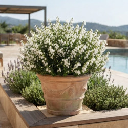 Daboecia cantabrica 'Alberta white' - Bruyère de Saint-Dabeoc