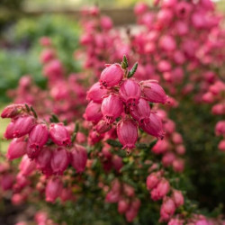 Daboecia cantabrica 'Globosa pink' - Bruyère rose