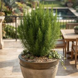 Eupatorium capillifolium 'Elegant Feather' - Eupatoire