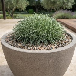 Ficinia truncata ‘Ice Crystal’ - Ficinia givré
