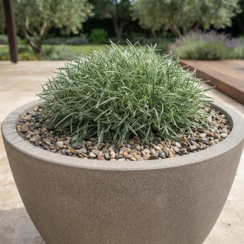 Ficinia truncata ‘Ice Crystal’ - Ficinia givré