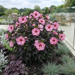 Hibiscus moscheutos 'Pink Candy'