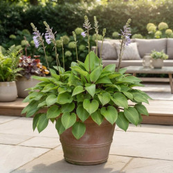Hosta 'Purple Heart'