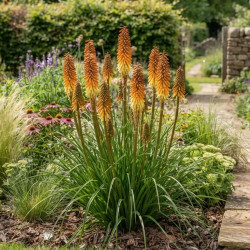 Kniphofia 'Tawny King'