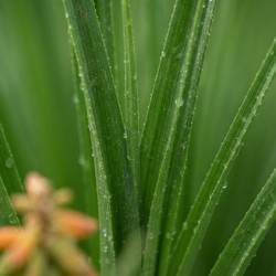 Kniphofia 'Tawny King'
