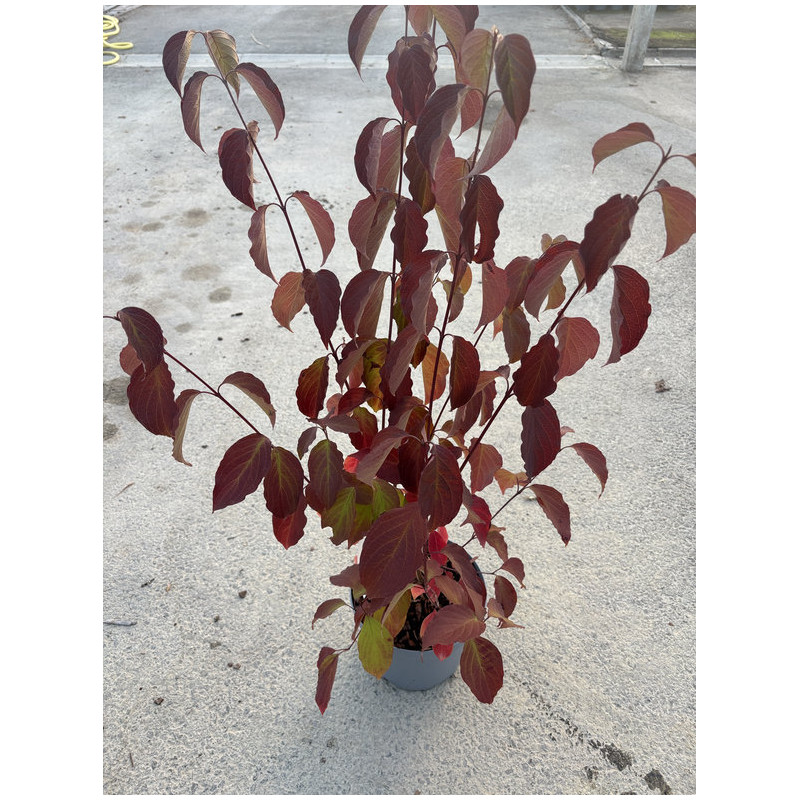 Cornus amomum 'Blue cloud' - Cornouiller odorant