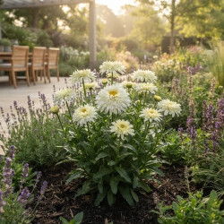 Leucanthemum 'Macaroon'