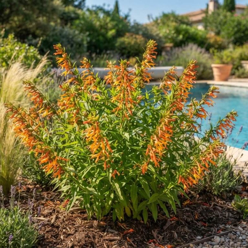 Lobelia laxiflora