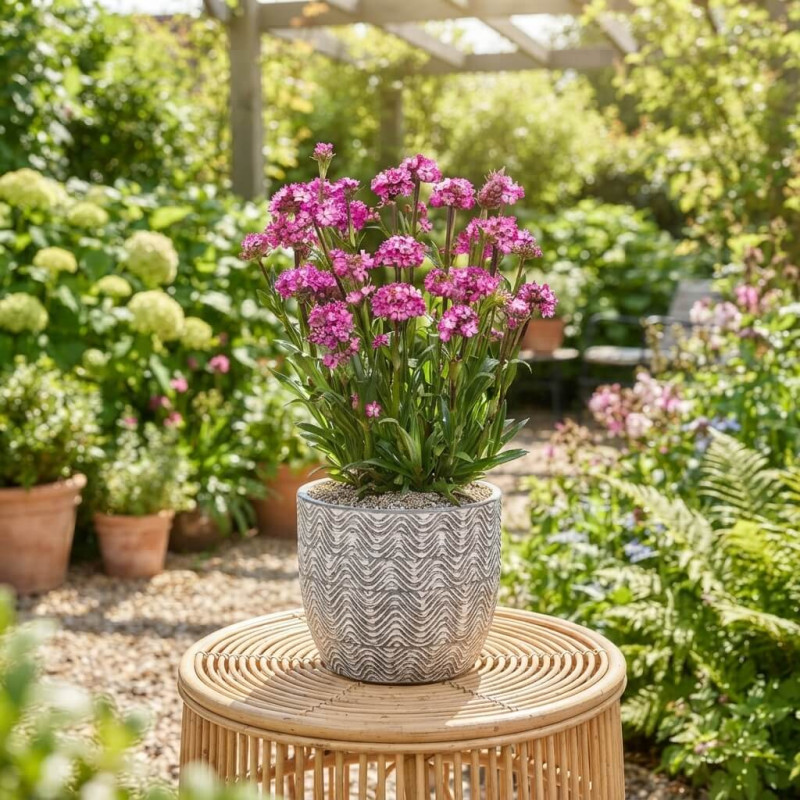 Lychnis 'Cherry Bubbles' - Silène Rose-Cerise