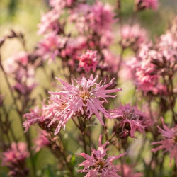 Lychnis flos-cuculi 'Jenny' - Oeillet des prés rose