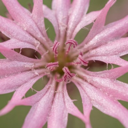 Lychnis flos-cuculi 'Jenny' - Oeillet des prés rose
