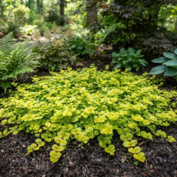 Lysimachia nummularia 'Goldilocks' - Herbe aux écus