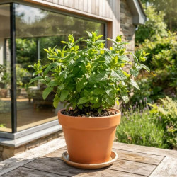 Mentha spicata - Menthe verte