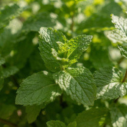 Mentha spicata - Menthe verte