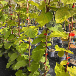 Actinidia chinensis 'Minkimâle' (kiwi mâle) Kiwi jaune