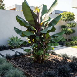Musa 'Helen's Hybrid' - Bananier