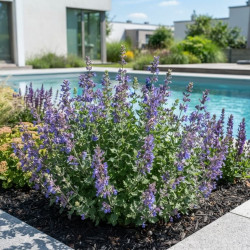 Nepeta × faassenii 'Purrsian blue' - Chataire